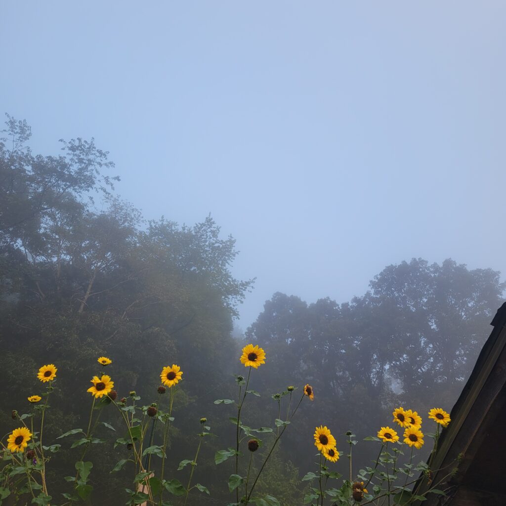 sunflowers & clouds near chicken coop