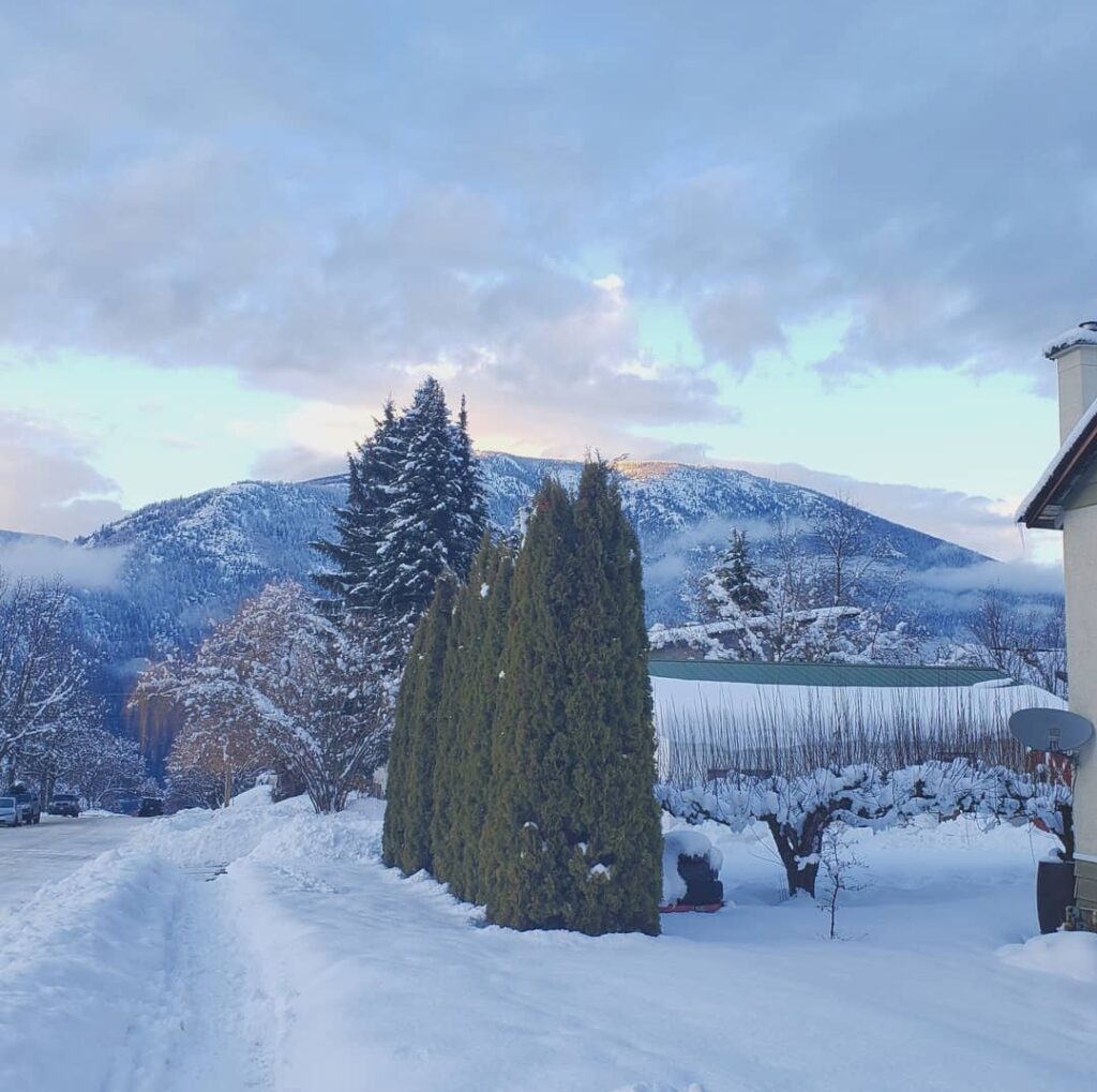 snowy mountain with evergreens